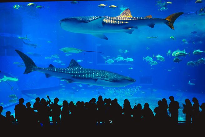 Aquaria Phuket Ticket