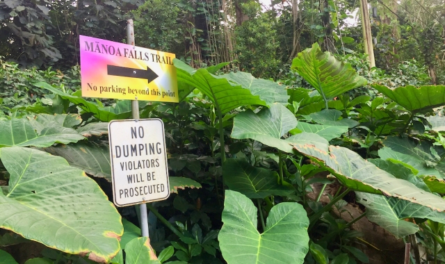 하와이 쥬라기 공원 촬영지 & 마노아 폭포 하이킹 투어