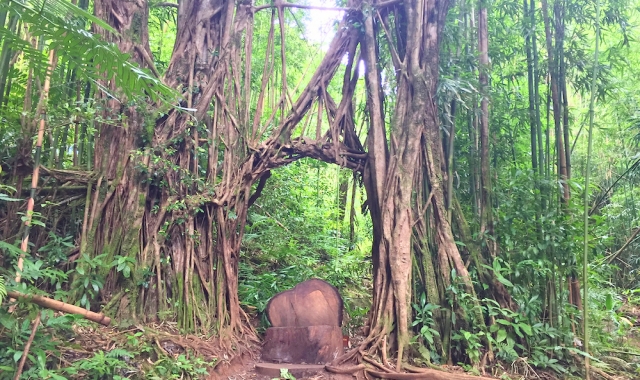 하와이 쥬라기 공원 촬영지 & 마노아 폭포 하이킹 투어