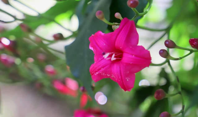 하와이 노스쇼어 와이메아 폭포 하이킹 & 수영 투어 (돌플랜테이션, 그린월드커피농장)