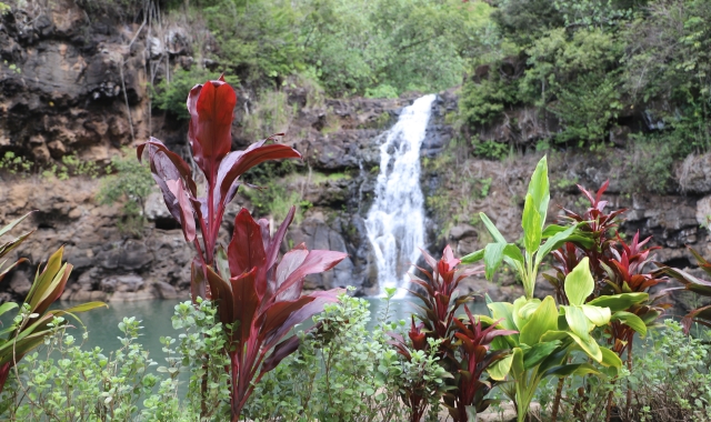 하와이 노스쇼어 와이메아 폭포 하이킹 & 수영 투어 (돌플랜테이션, 그린월드커피농장)