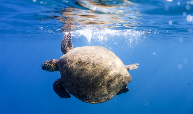 하와이 와이키키 거북이 스노클링 투어 (+음료 무제한/훌라/트롤리)