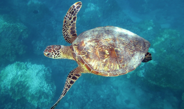 하와이 와이키키 거북이 스노클링 투어 (+음료 무제한/훌라/트롤리)