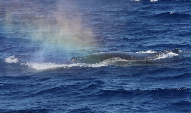 ハワイ・ホエールウォッチングツアー(シーズン限定12月~3月まで）