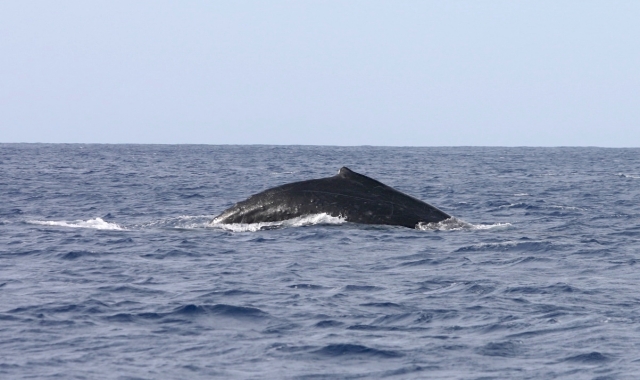 ハワイ・ホエールウォッチングツアー(シーズン限定12月~3月まで）