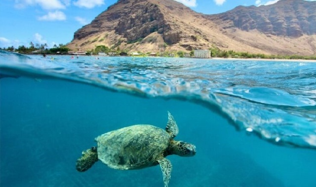 하와이 돌핀 스윔 & 스노클링 투어