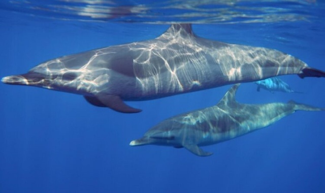 하와이 돌고래를 찾아 떠나는 리프 스노클링 투어