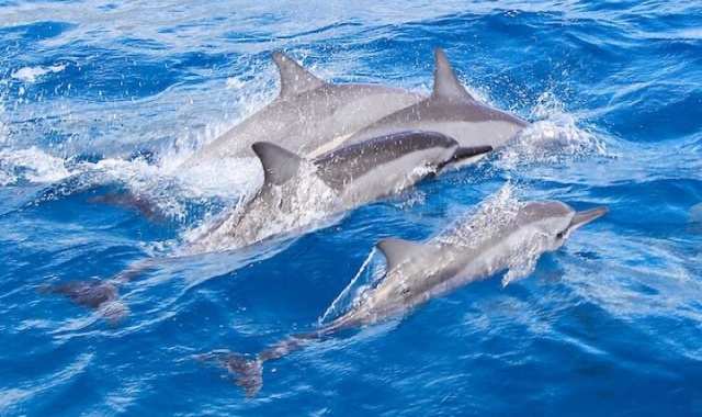 하와이 돌고래를 찾아 떠나는 리프 스노클링 투어