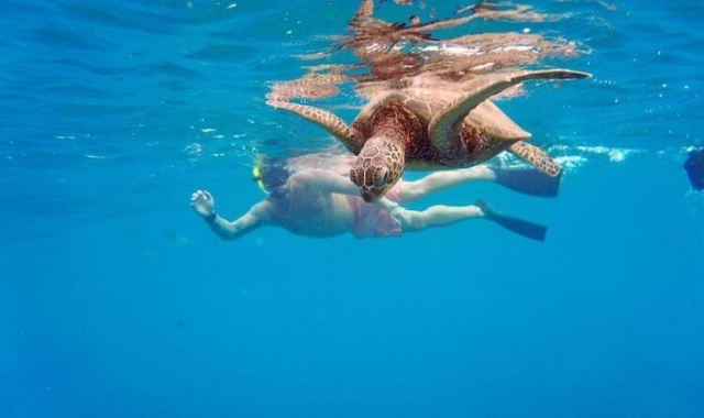 하와이 돌고래를 찾아 떠나는 리프 스노클링 투어