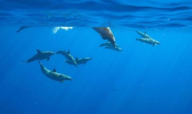 하와이 돌고래를 찾아 떠나는 리프 스노클링 투어