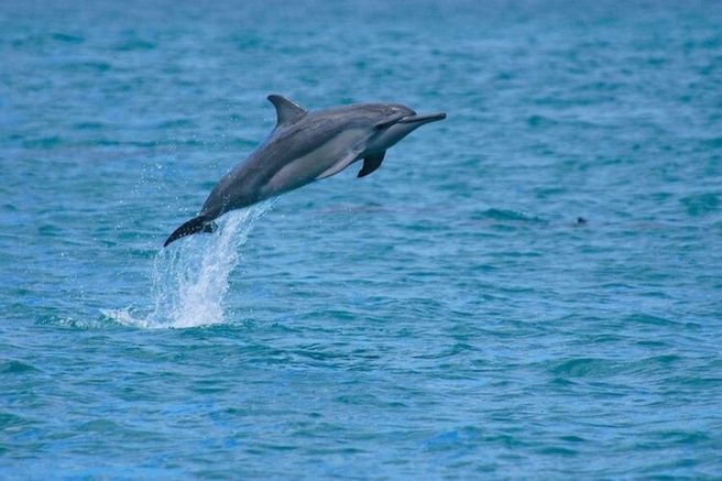 Hawaii: Reef Snorkeling Tour with Dolphin Watching