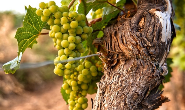 [스케치북] 시에나 & 산지미냐노 그리고 토스카나 와이너리 투어