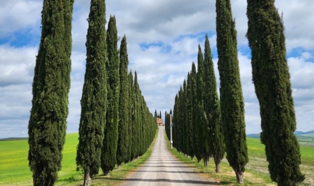 [스케치북] 시에나 & 피엔자 그리고 토스카나 사이프러스 길 전용 차량 투어