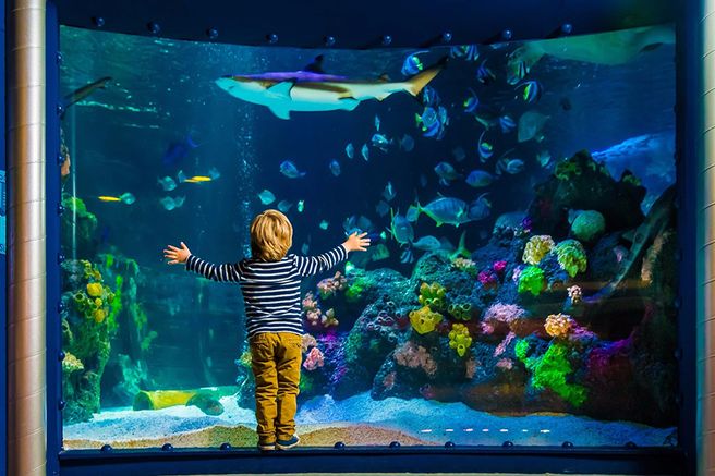 ティメンendorferシュトラントSEA LIFE水族館 入場チケット