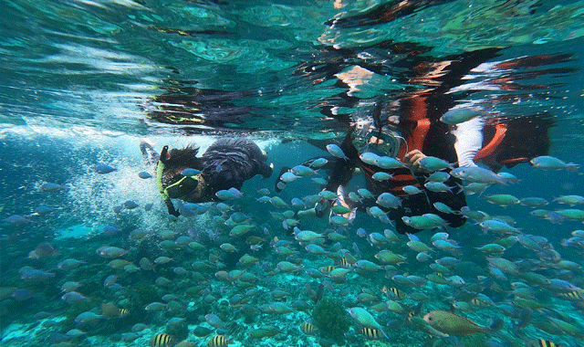 [렛츠고보홀] 보홀 발리카삭 거북이 열대어 오후 호핑 투어 (포인트 1회 추가, 고프로, 픽드랍, 짐보관, 간식)