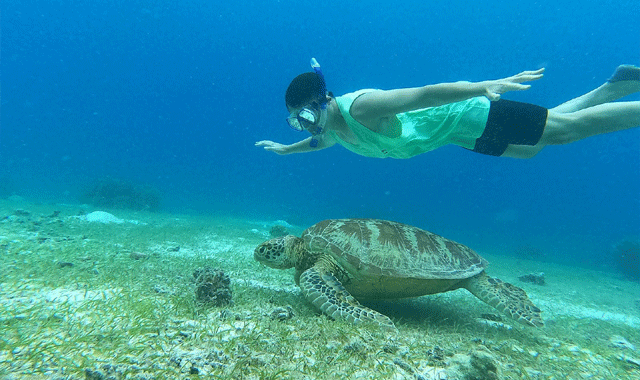 [렛츠고보홀] 보홀 발리카삭 거북이 열대어 오후 호핑 투어 (포인트 1회 추가, 고프로, 픽드랍, 짐보관, 간식)