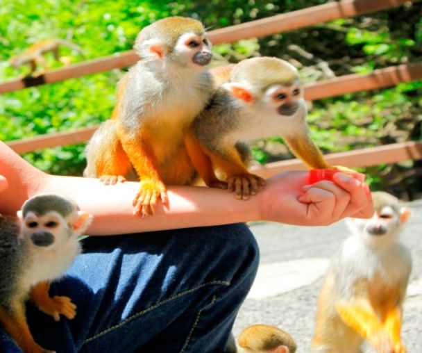 activity_detail_image