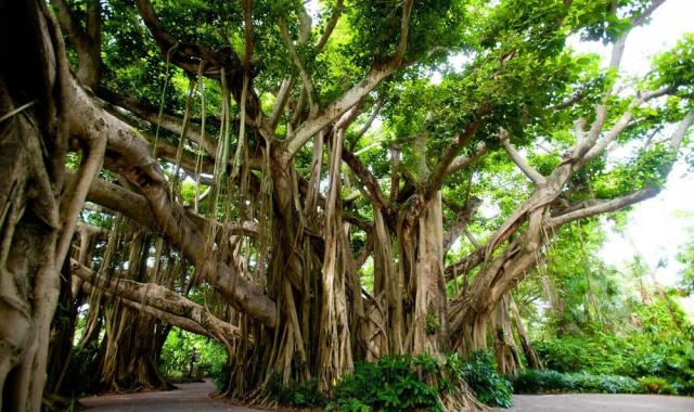 [마이힐링코타] 코타키나발루 시티투어 - 전문 라이센스 가이드와 함께해요