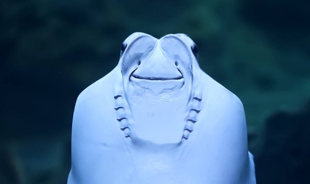 activity_detail_image