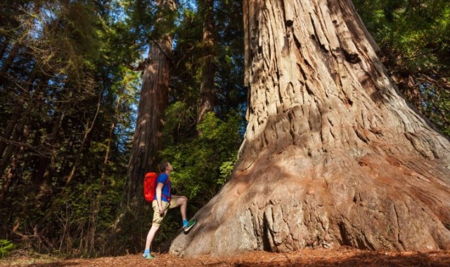 Yosemite & Giant Sequoia Trekking Day Trip from San Francisco