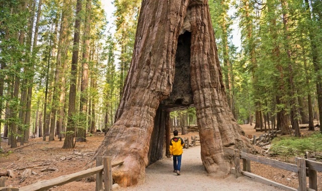 Yosemite & Giant Sequoia Trekking Day Trip from San Jose (WAUG Exclusive)