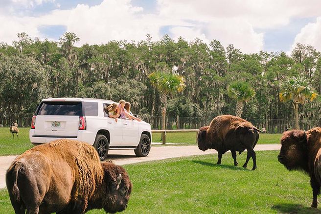 Orlando Wild Florida Safari Drive-Thru Park Ticket