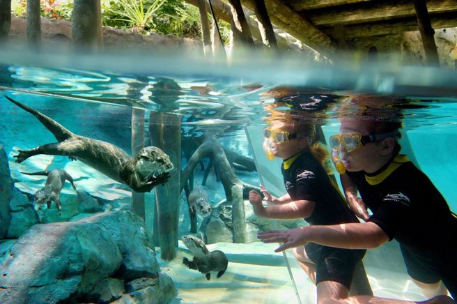 Orlando Discovery Cove Ticket
