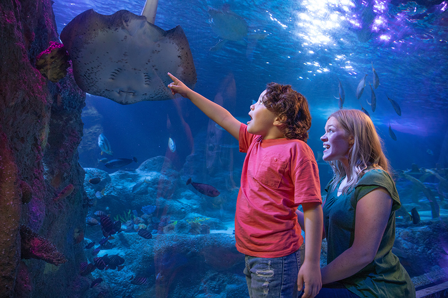 SEA LIFE Grapevine Aquarium Ticket in Texas