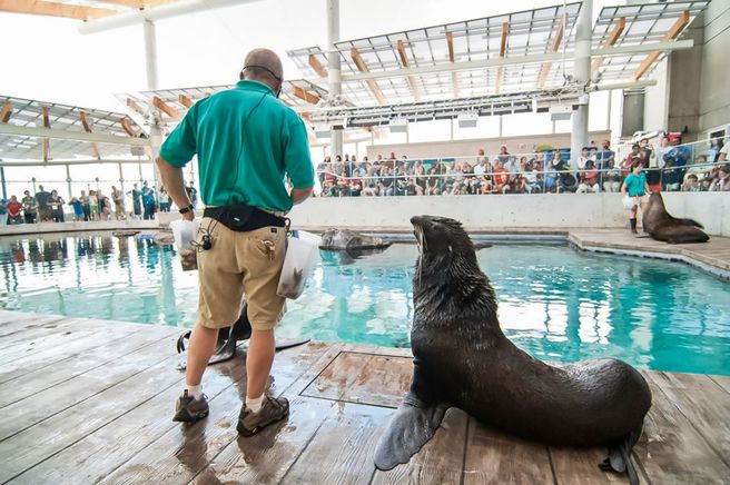 ボストン・ニューイングランド水族館 ファストトラック入場券
