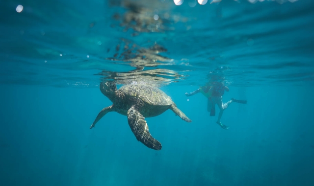 하와이 돌고래 크루즈 & 스노클링 투어 그리고 액티비티!