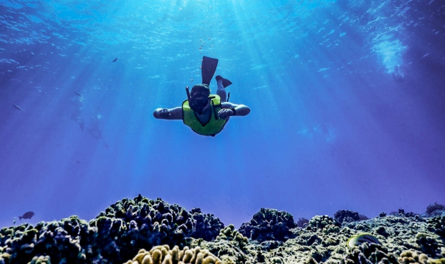 하와이 돌고래 크루즈 & 스노클링 투어 그리고 액티비티!