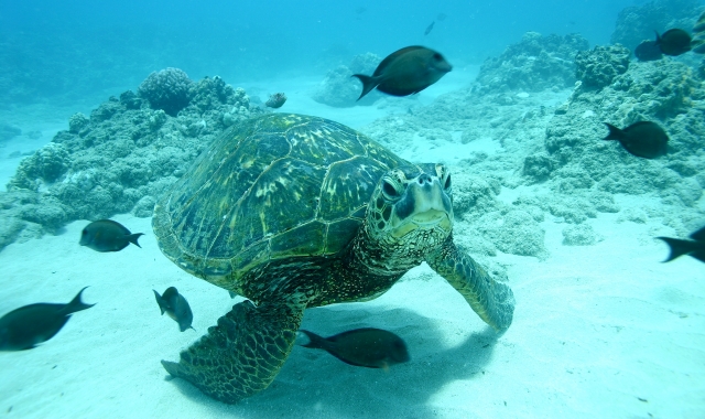 하와이 돌고래 크루즈 & 스노클링 투어 그리고 액티비티!