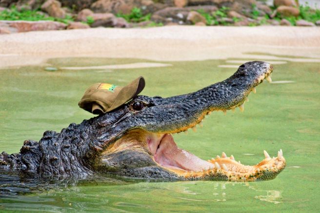 Orlando Wild Florida Gator Park Admission Ticket