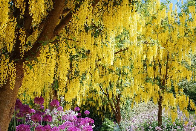 VanDusen Botanical Garden Ticket in Vancouver