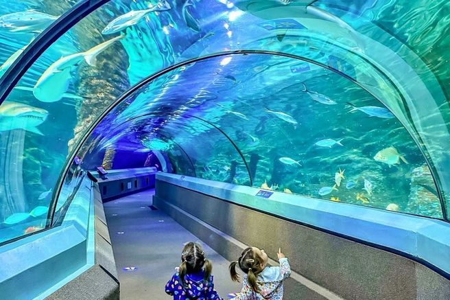 SEA LIFE Sunshine Coast Aquarium Ticket