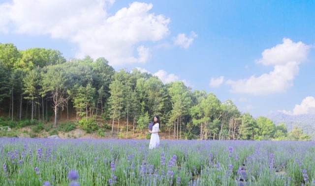 경기 포천 허브아일랜드 입장권