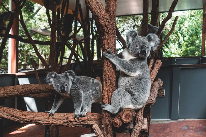 Lone Pine Koala Sanctuary Admission Ticket Brisbane