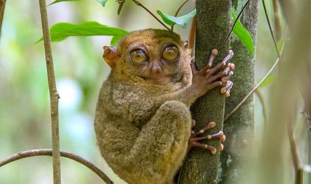 [렛츠고보홀] 보홀 핵심 육상 투어 (초콜렛힐 + 안경원숭이 + 맨메이드포레스트)