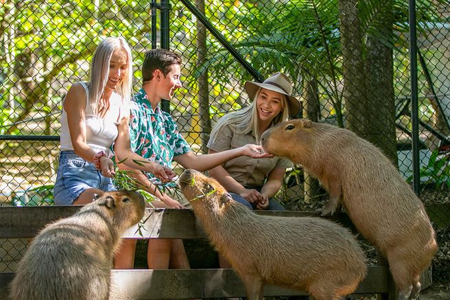 ゴールドコースト カランビン野生動物保護園 入場チケット
