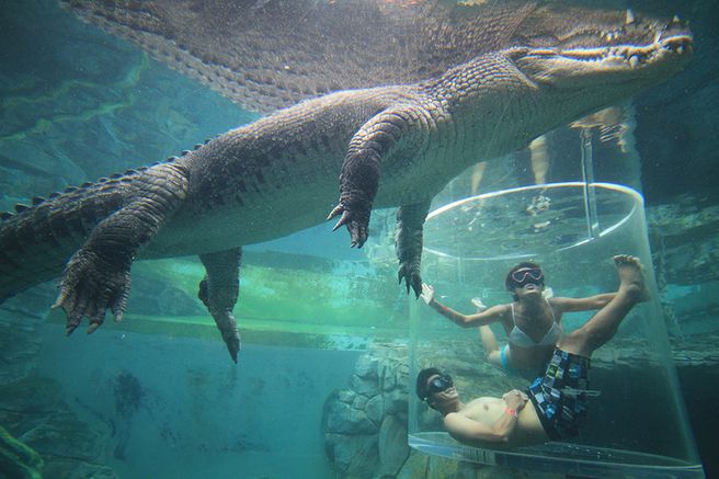Crocosaurus Cove Admission Ticket in Darwin, Australia