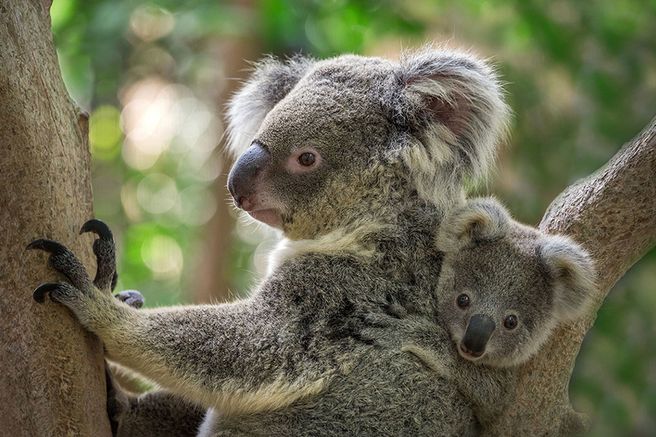 Kuranda Koala Gardens Ticket