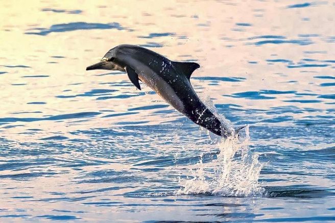무스카트 돌고래 스노클링 반일 투어