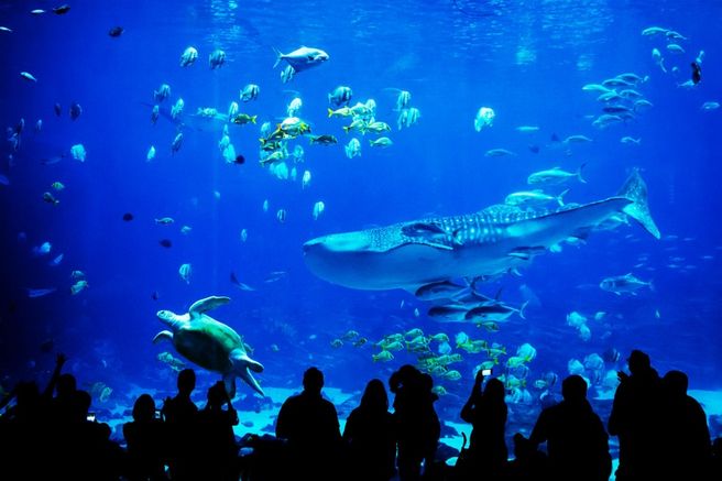 SEA LIFE Kelly Tarlton's Aquarium Auckland Ticket