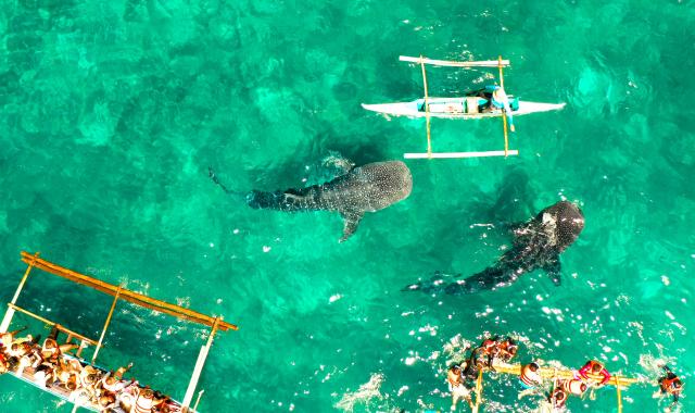 [세친구투어] 세부 패스트트랙 오모팩 (오슬롭 고래상어 + 투말록폭포 + 모알보알 호핑)