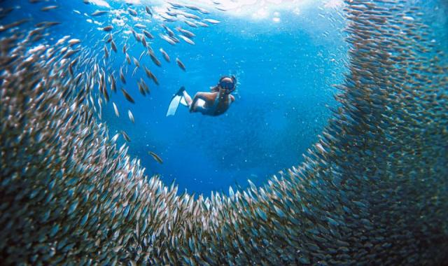 [세친구투어] 세부 패스트트랙 오모팩 (오슬롭 고래상어 + 투말록폭포 + 모알보알 호핑)