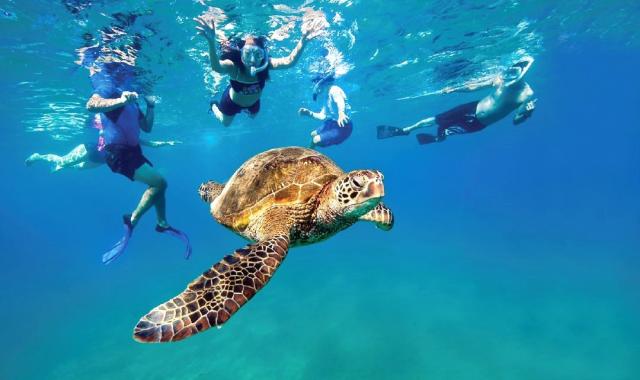 [세친구투어] 세부 패스트트랙 오모팩 (오슬롭 고래상어 + 투말록폭포 + 모알보알 호핑)