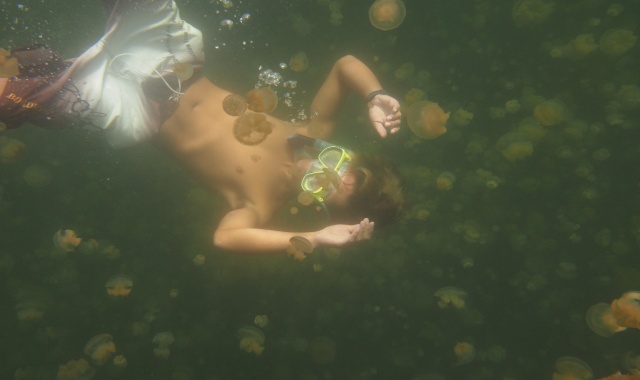 Palau: Jellyfish Lake Tour
