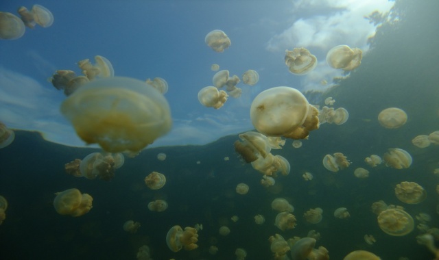 Palau: Kayaking & Jellyfish Lake Tour