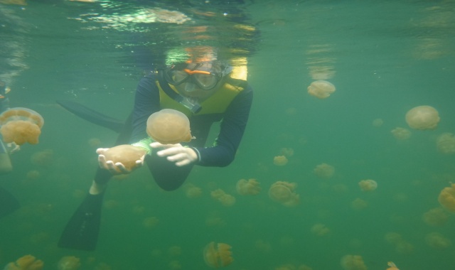 Palau: Jellyfish Lake Tour