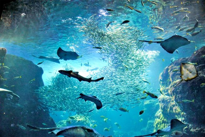 新江ノ島水族館 電子チケット